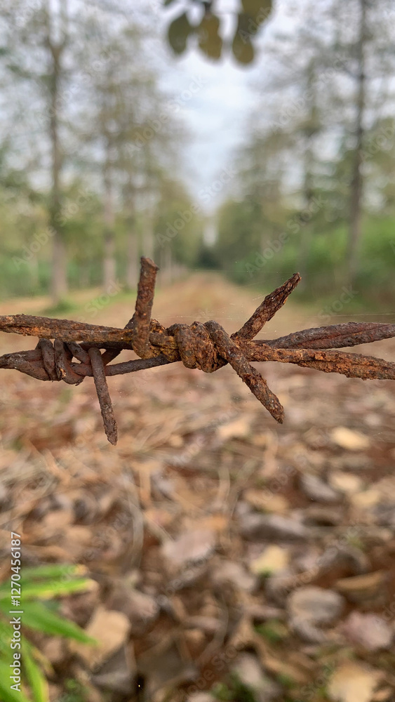 Fototapeta premium Rusty Barbed Wire in Nature. Close up of Barbed Wire with Blurred Trees in Background