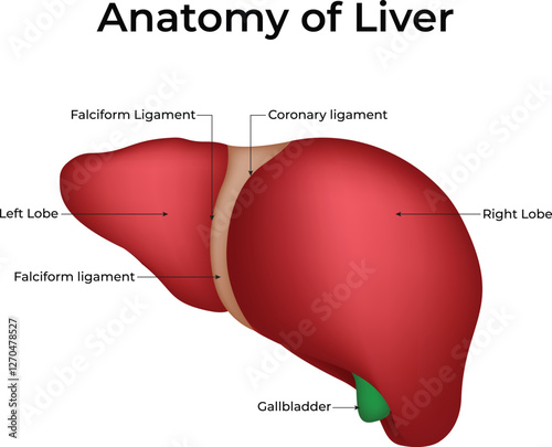 Anatomy of Liver Design Vector Illustration