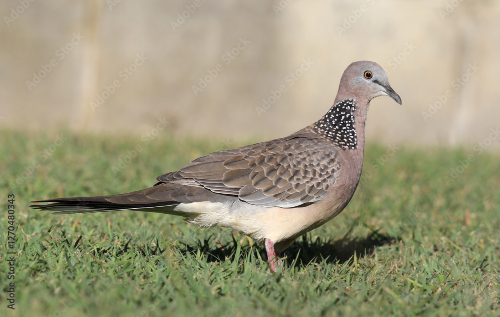 Spotted dove bird standing on green grass Spotted dove bird standing on green grass