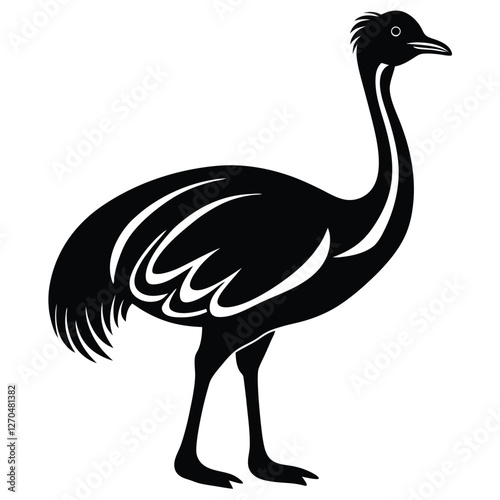 ostrich isolated on white