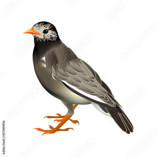野鳥イラスト（ムクドリ・椋鳥・白頭翁・Spodiopsar cineraceus） photo