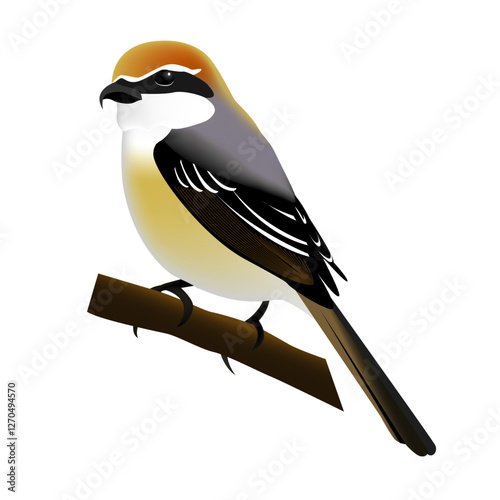 野鳥イラスト（モズ・百舌・Lanius bucephalus）