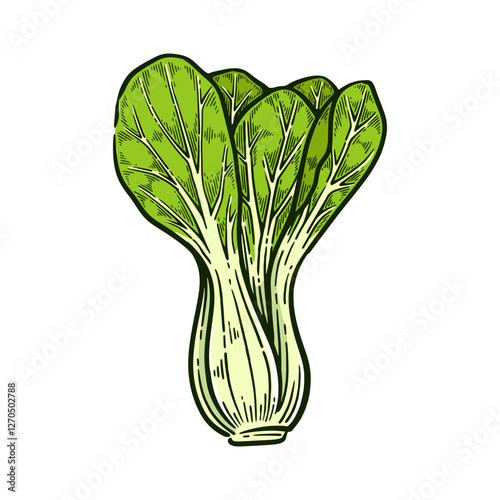 Set of Hand Drawn Pak Choi or Bok Choy, Vintage Vector Illustration Collection