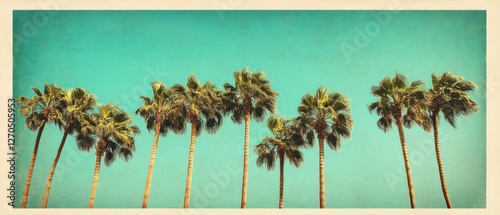 Vintage Palm Trees Row, Sunny Sky, Tropical Postcard