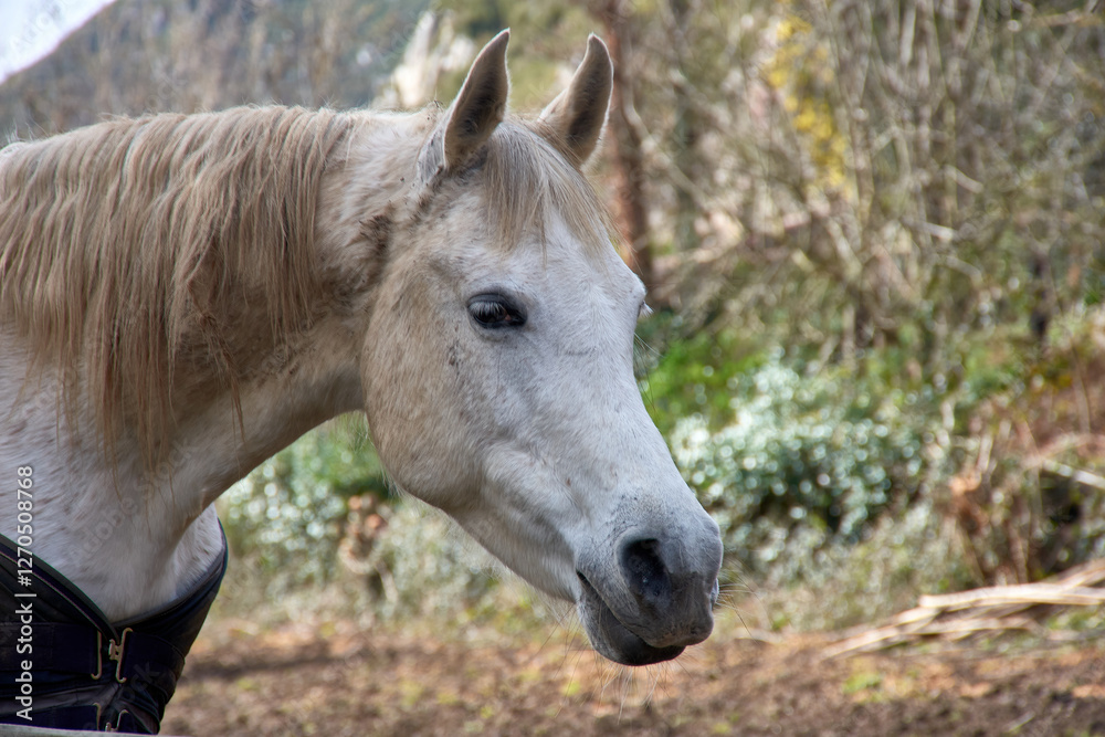 Witnessing the grace of an Asturian horse near the Asturian mountains, Asturias Witnessing the grace of an Asturian horse near the Asturian mountains, Asturias