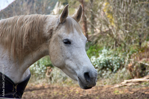 Witnessing the grace of an Asturian horse near the Asturian mountains, Asturias