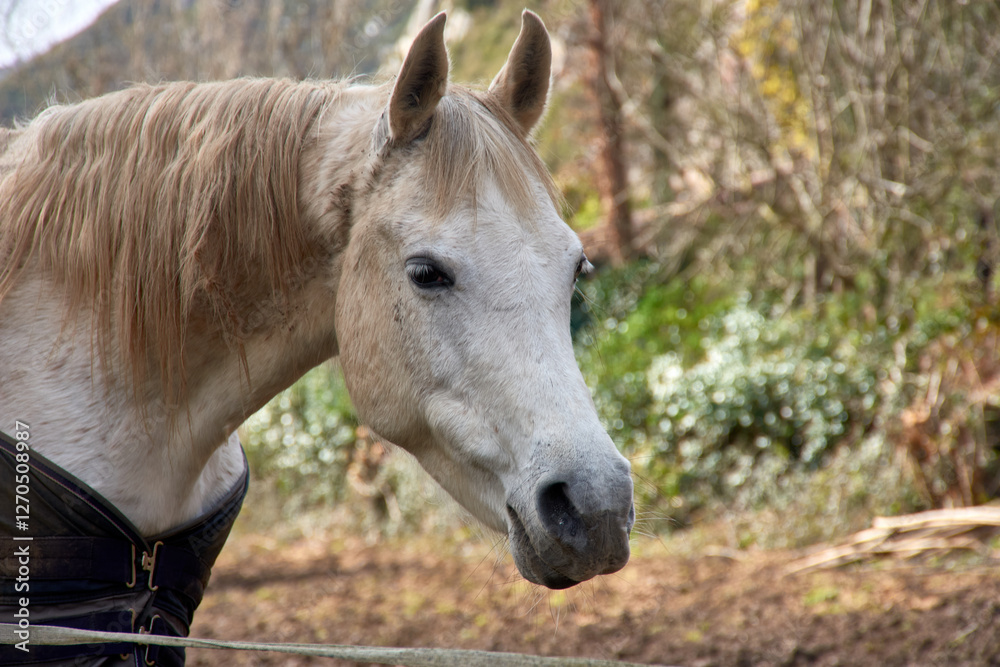 Witnessing the grace of an Asturian horse near the Asturian mountains, Asturias Witnessing the grace of an Asturian horse near the Asturian mountains, Asturias