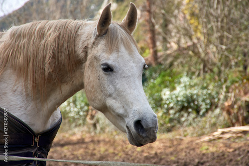 Witnessing the grace of an Asturian horse near the Asturian mountains, Asturias
