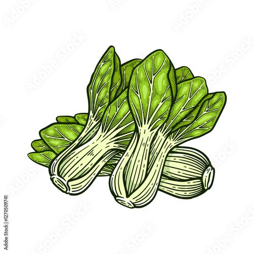 Hand drawn pak choi. Bok choy vintage vector illustration