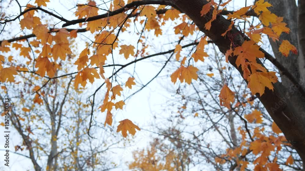 Canadian Maple Leafs Calmly Blowing in the Wind. Low Hanging Tree Branch with Yellow Coloured Leaves. Trees Changing Seasons. Wind Blowing Slow Motion. Calming Soothing Nature. Canadian Maple Leafs Calmly Blowing in the Wind. Low Hanging Tree Branch with Yellow Coloured Leaves. Trees Changing Seasons. Wind Blowing Slow Motion. Calming Soothing Nature.