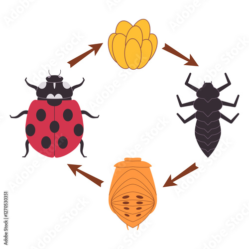 Ladybug insect ladybird bug beetle metamorphosis transformation change stage cycle of life phase eggs larva pupa progress nature transform icon design illustration