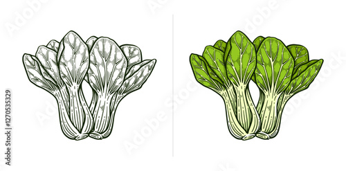 Hand drawn pak choi. Bok choy line art vector illustration