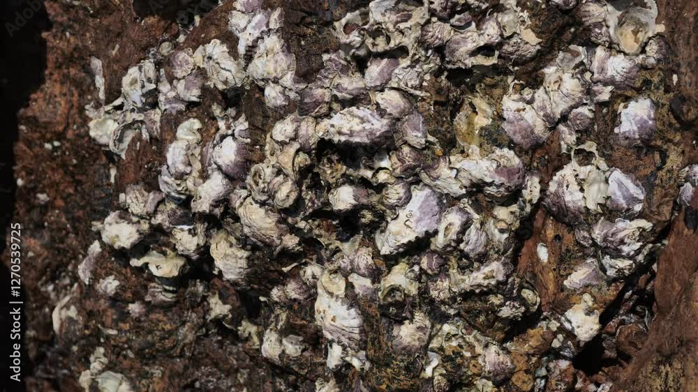 Barnacles on rocks on the beach Barnacles on rocks on the beach