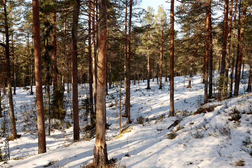 Obraz na płótnie Winter in the forest