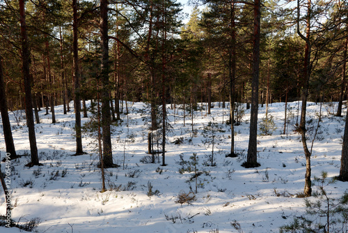 Obraz na płótnie Winter in the forest