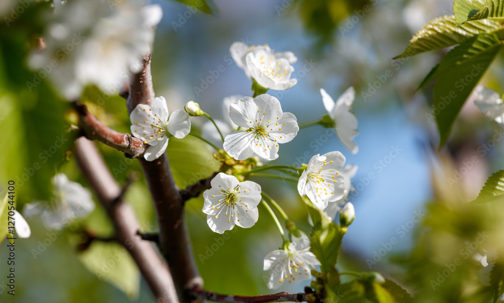 A tree with white flowers is in full bloom A tree with white flowers is in full bloom