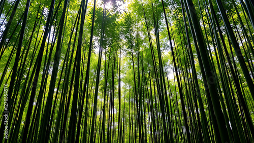 bamboo forest in the morning