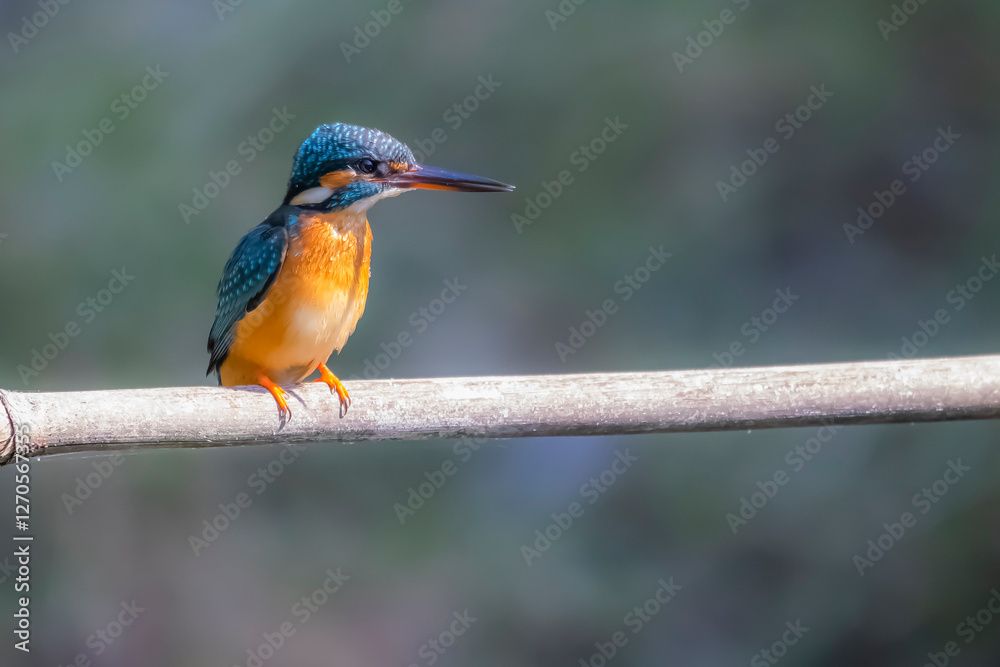 Fototapeta premium The Common Kingfisher on a branch in nature