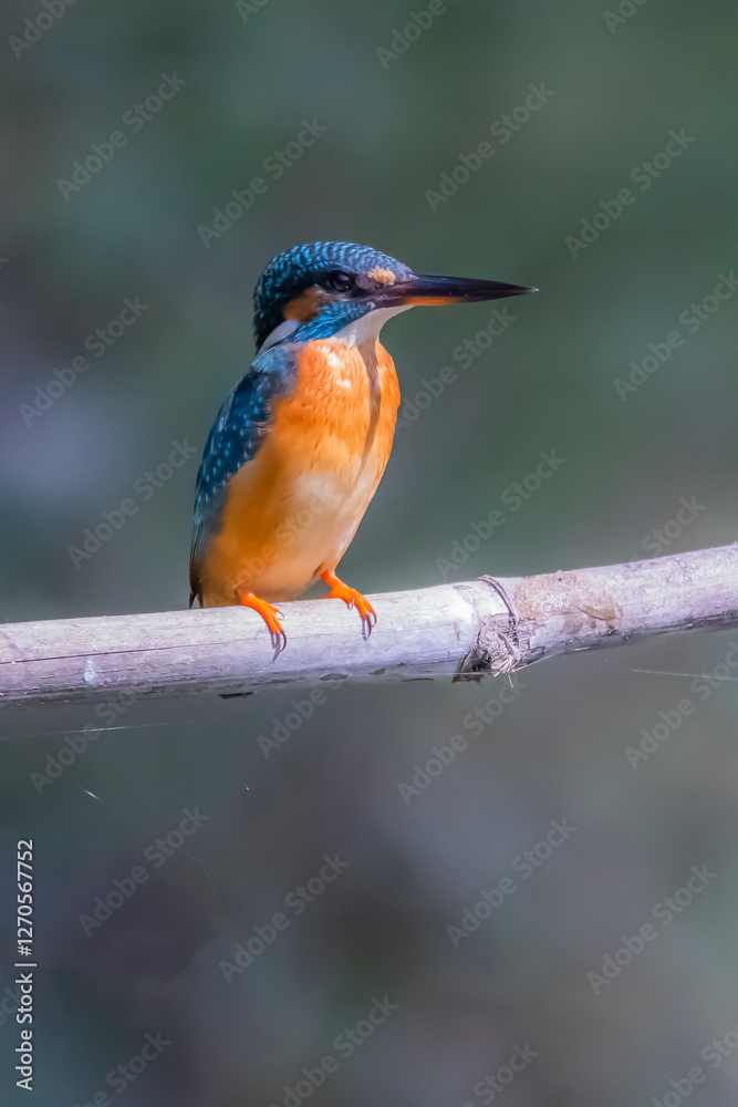 Fototapeta premium The Common Kingfisher on a branch in nature