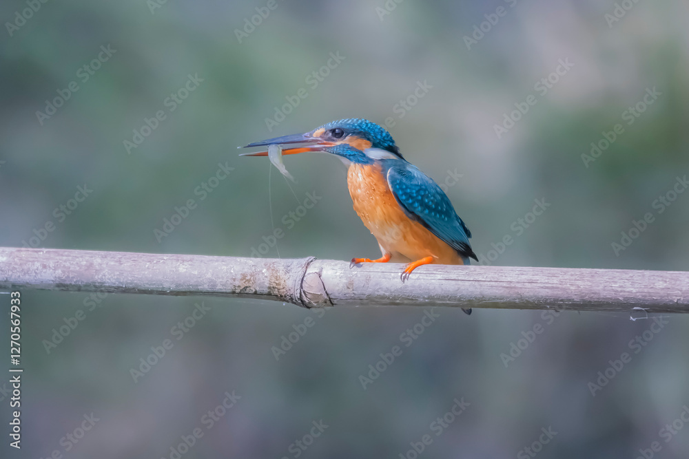 Fototapeta premium The Common Kingfisher on a branch in nature