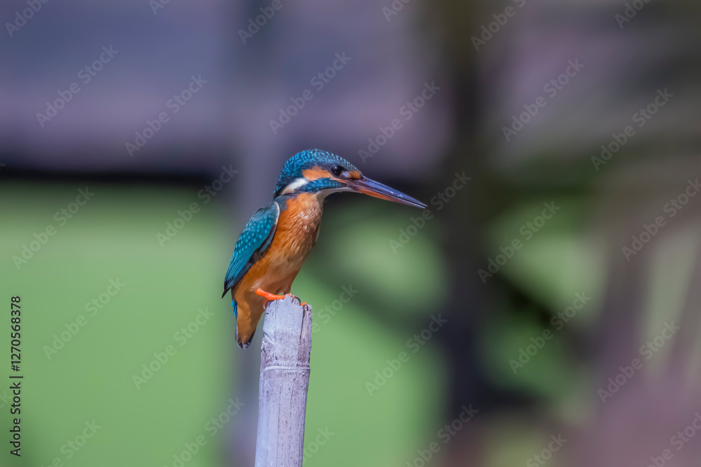 Naklejka premium The Common Kingfisher on a branch in nature