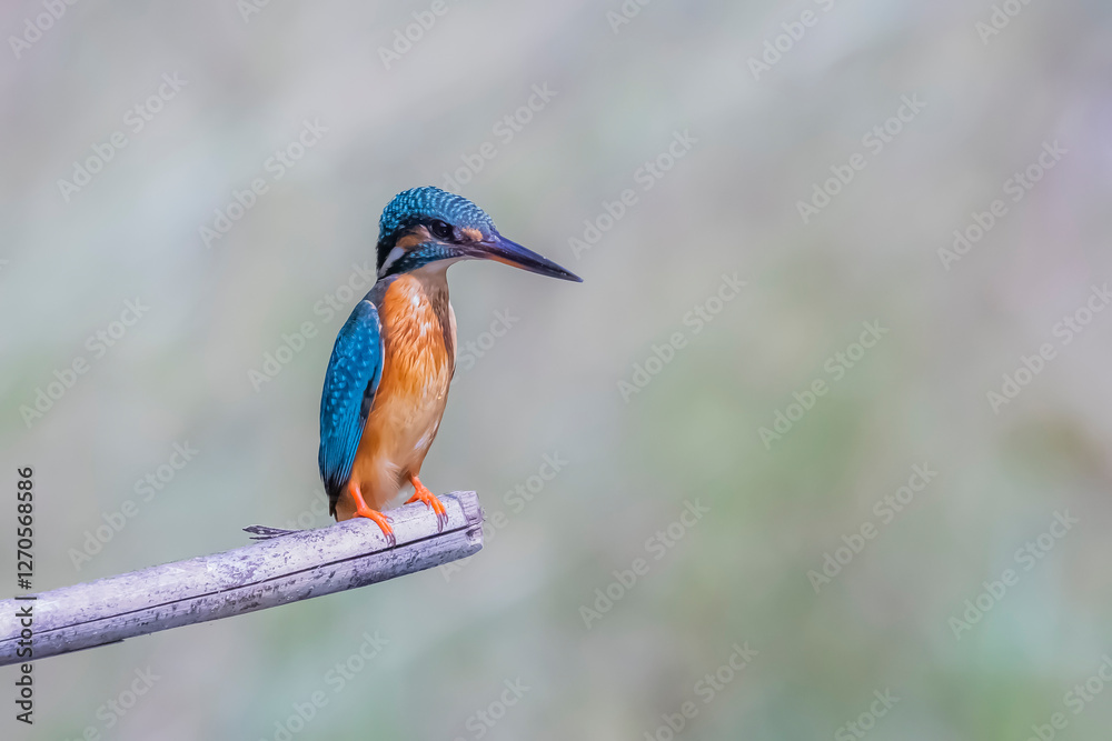 The Common Kingfisher on a branch in nature The Common Kingfisher on a branch in nature