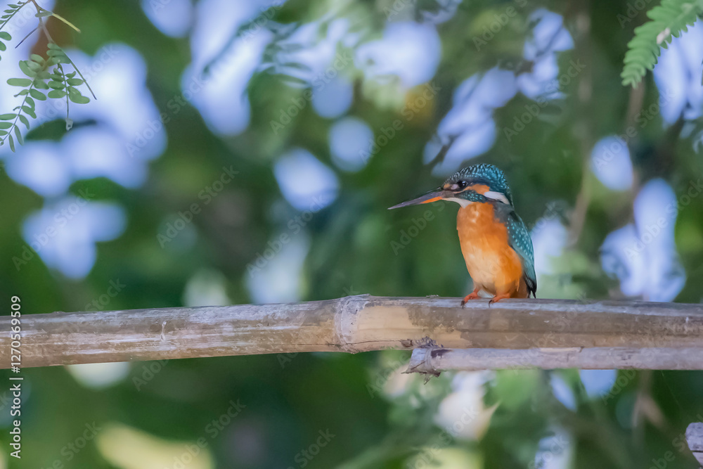 The Common Kingfisher on a branch in nature The Common Kingfisher on a branch in nature