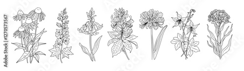 Set of wild flowers line art vector botanical illustrations. Echinacea, verbena, limonium, bluebells, columbine hand drawn black ink sketch collection. Modern design for logo, tattoo, wall art.