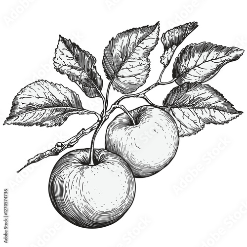 Apple tree branch with apple and leaves isolated on white background. Linear drawing in engraving style