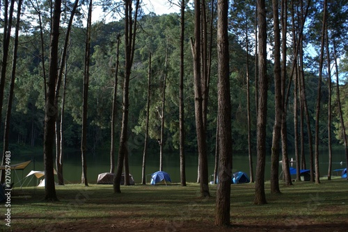 Camping and tents under the pine forest.