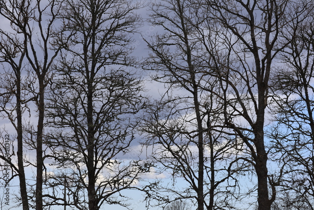 a tree with bare branches against a blue sky background
a tree with bare branches against a blue sky background
