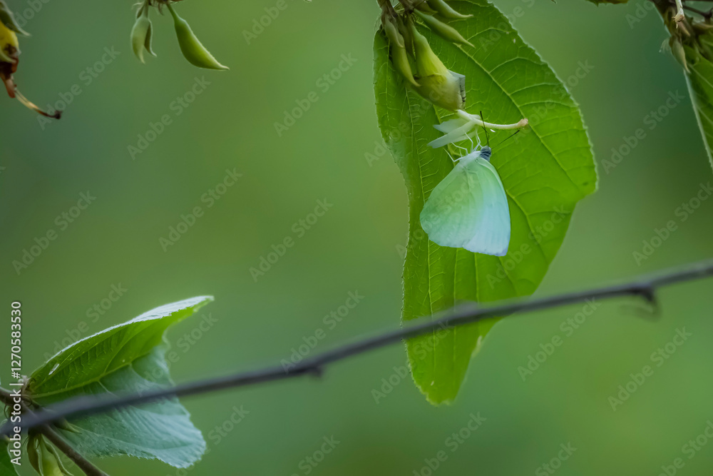 A butterfly on green leaf in nature A butterfly on green leaf in nature