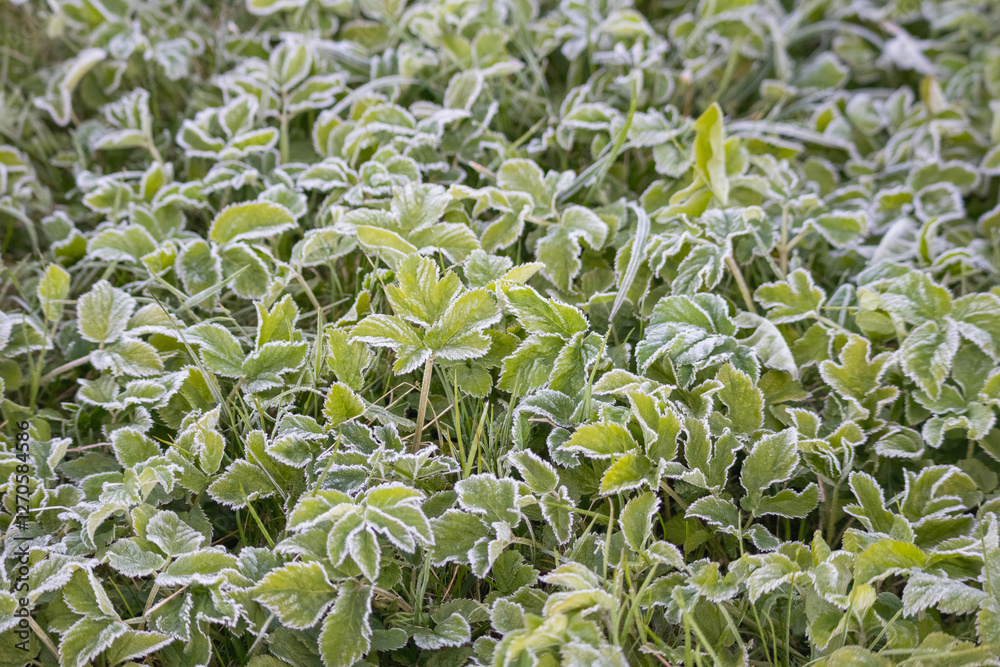 a frozen field with grass and bushes covered with frost.
a frozen field with grass and bushes covered with frost.