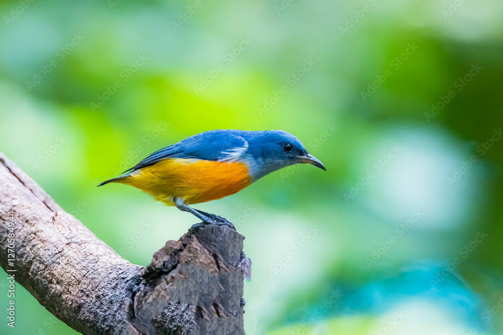 The Orange-bellied Flowerpecker in nature of Thailand The Orange-bellied Flowerpecker in nature of Thailand