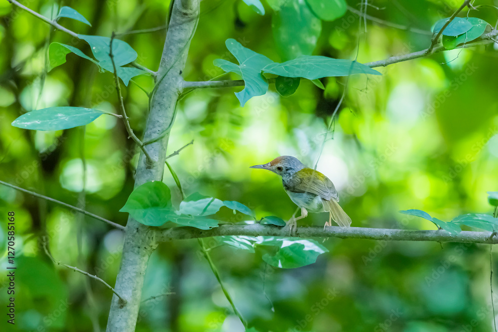 The Plain Prinia on a branch in nature The Plain Prinia on a branch in nature