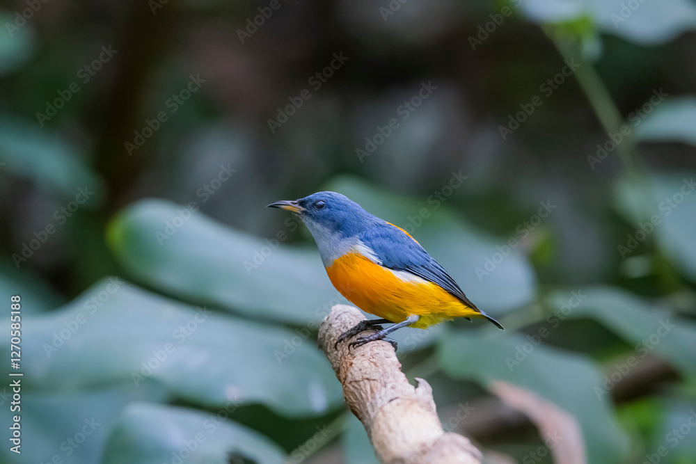 Obraz premium The Orange-bellied Flowerpecker in nature of Thailand