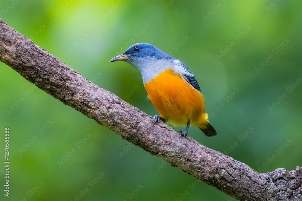 The Orange-bellied Flowerpecker in nature of Thailand The Orange-bellied Flowerpecker in nature of Thailand
