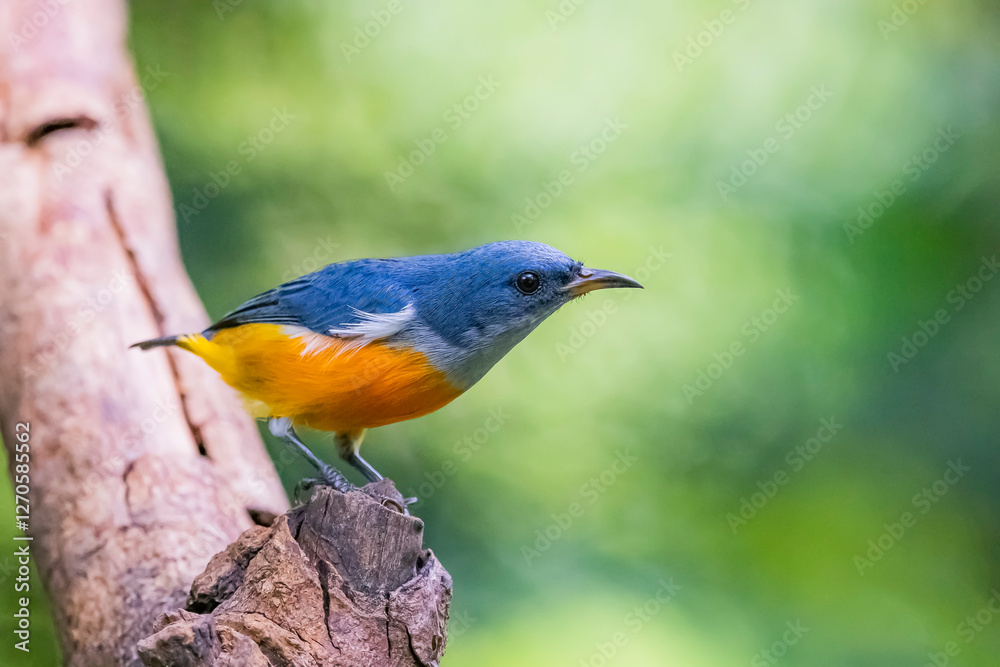 The Orange-bellied Flowerpecker in nature of Thailand The Orange-bellied Flowerpecker in nature of Thailand