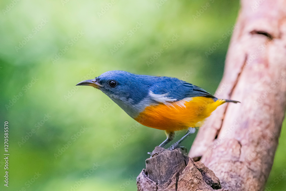 The Orange-bellied Flowerpecker in nature of Thailand The Orange-bellied Flowerpecker in nature of Thailand