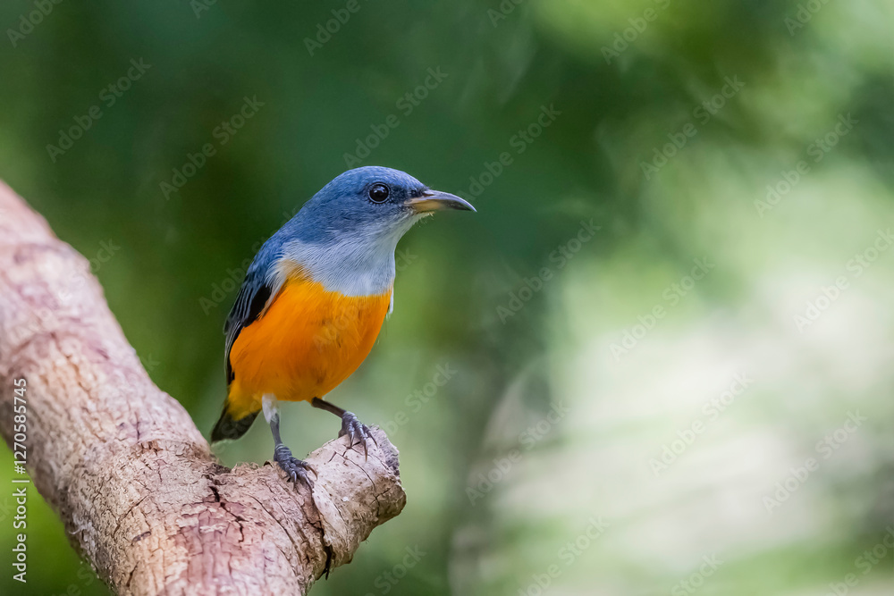 The Orange-bellied Flowerpecker in nature of Thailand The Orange-bellied Flowerpecker in nature of Thailand
