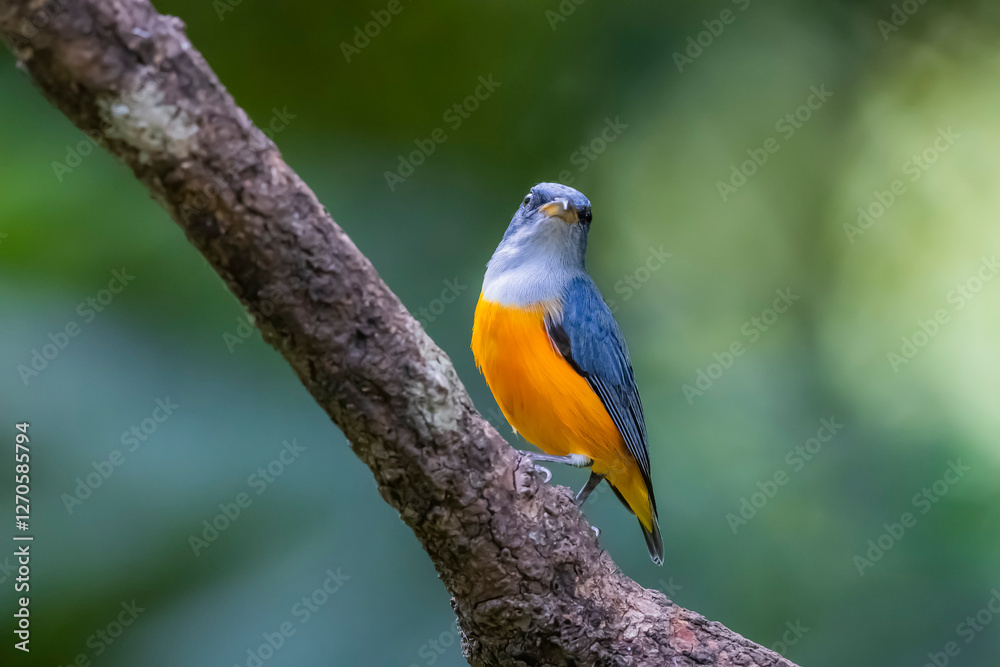 The Orange-bellied Flowerpecker in nature of Thailand The Orange-bellied Flowerpecker in nature of Thailand