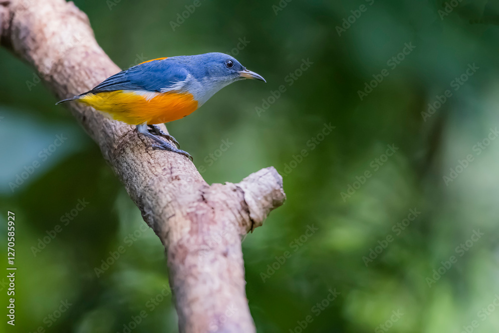 The Orange-bellied Flowerpecker in nature of Thailand The Orange-bellied Flowerpecker in nature of Thailand