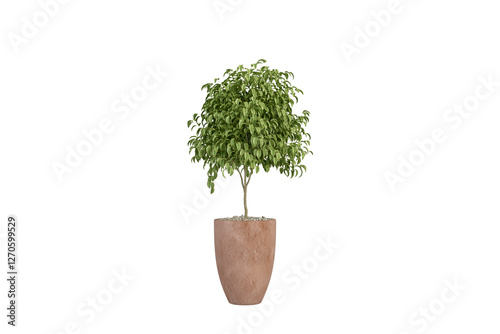 green plant in a pot isolated white background