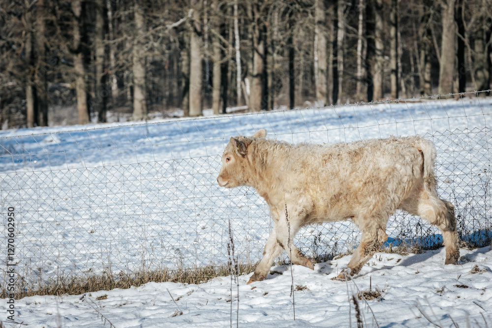 Fototapeta premium A fluffy white calf walks through a snowy pasture enclosed by a wire fence, with a backdrop of leafless trees in a winter landscape. The animal's thick fur provides warmth in the cold.