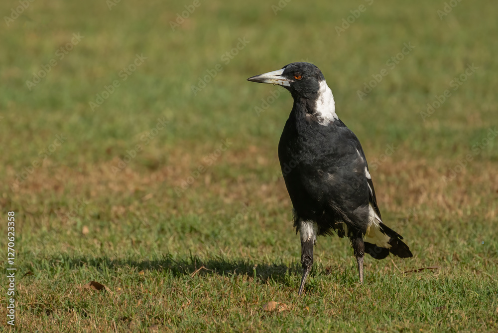 Fototapeta premium Australian magpie (Gymnorhina tibicen) large songbird on the grass looking for food.