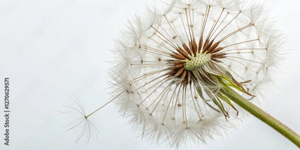 Serene Flat White Dandelion with Delicate Seeds on a Simple Background Symbolizing New Beginnings and Hope Serene Flat White Dandelion with Delicate Seeds on a Simple Background Symbolizing New Beginnings and Hope
