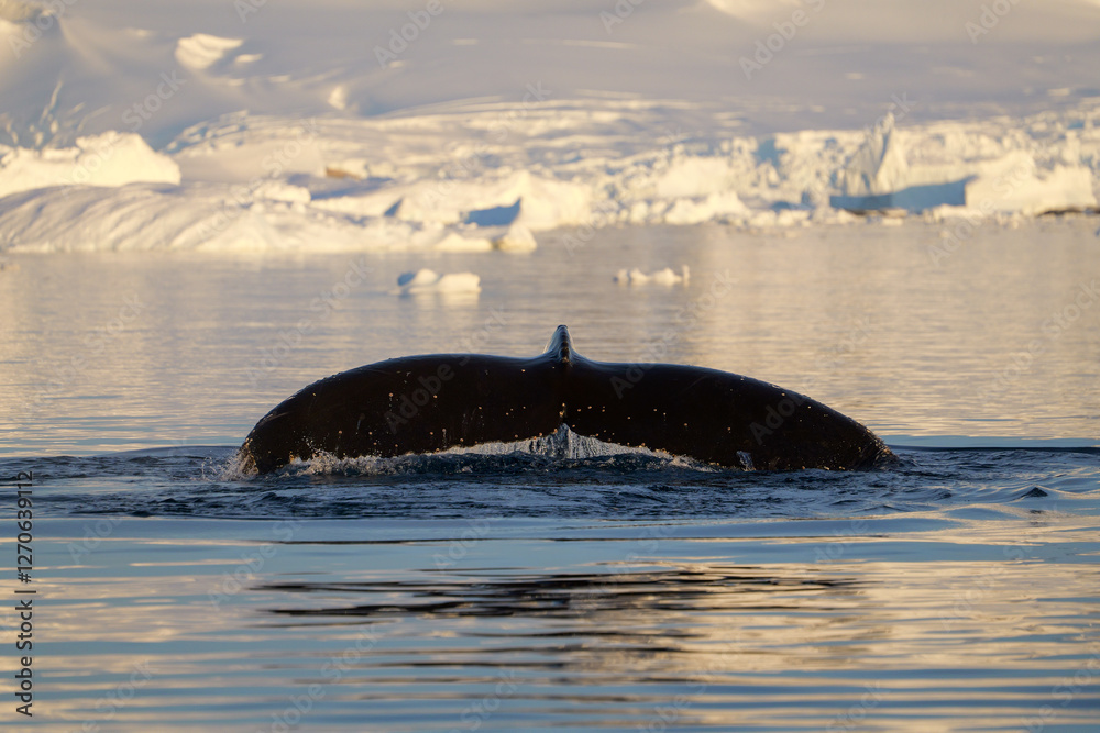 Fototapeta premium Humpback whale's tail. Whales in Antarctica.