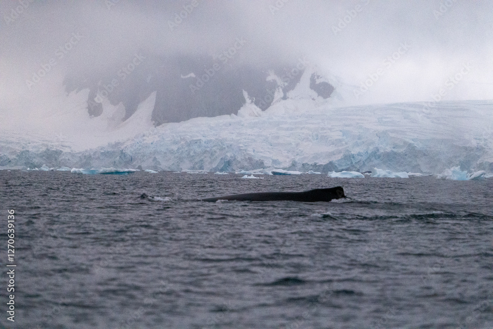 Fototapeta premium Humpback whale's back in the ocean. Humpback whale in the wild n