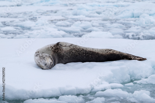 Leopard seal (Hydrurga leptonyx) in Antarctica. South Pole. Wild photo