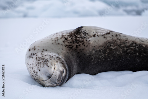 Leopard seal (Hydrurga leptonyx) in Antarctica. South Pole. Wild photo